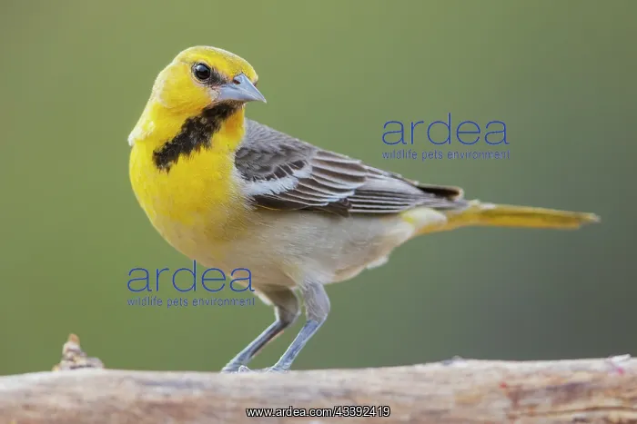  : Female Scott's oriole, USA, Arizona