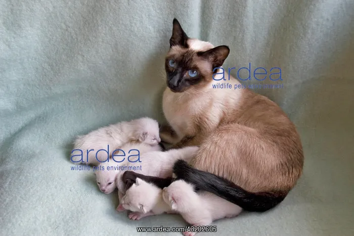 : Female Siamese seal point cat with one week old : Female Siamese seal point cat with one week old