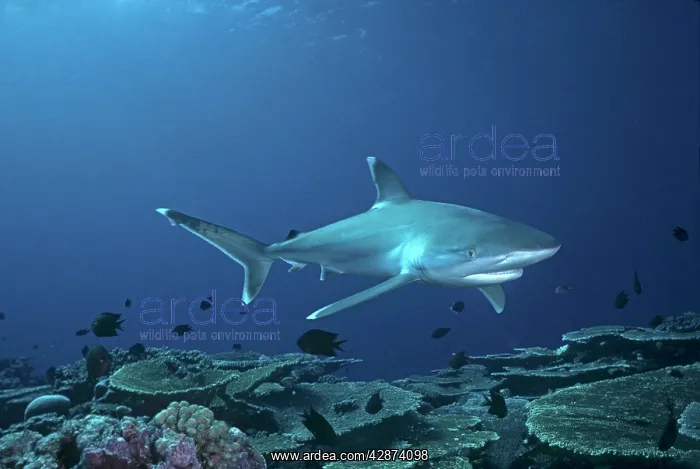 : Female Silvertip Reef Shark - these beautiful sharks : Female Silvertip Reef Shark - these beautiful sharks