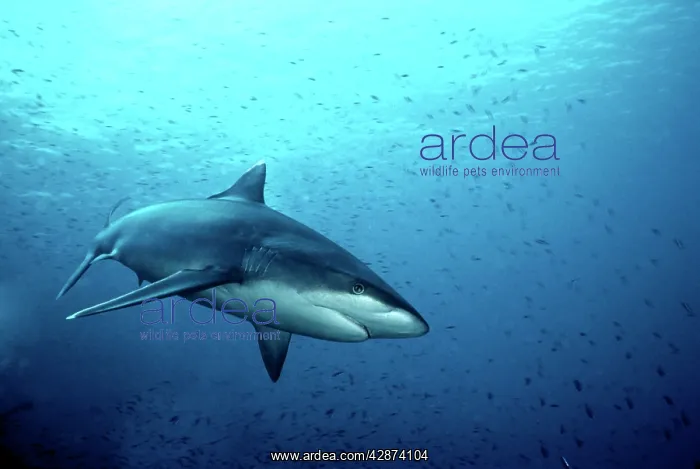 : Female Silvertip Reef Shark - these beautiful sharks : Female Silvertip Reef Shark - these beautiful sharks