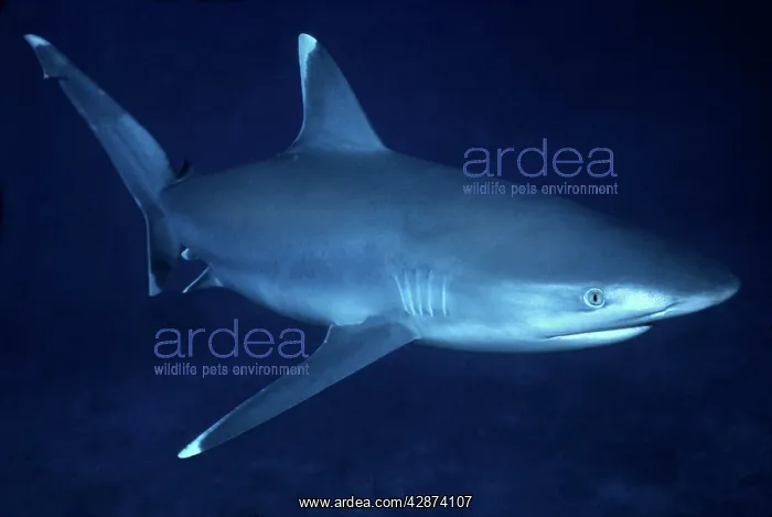: Female Silvertip Reef Shark - these beautiful sharks : Female Silvertip Reef Shark - these beautiful sharks
