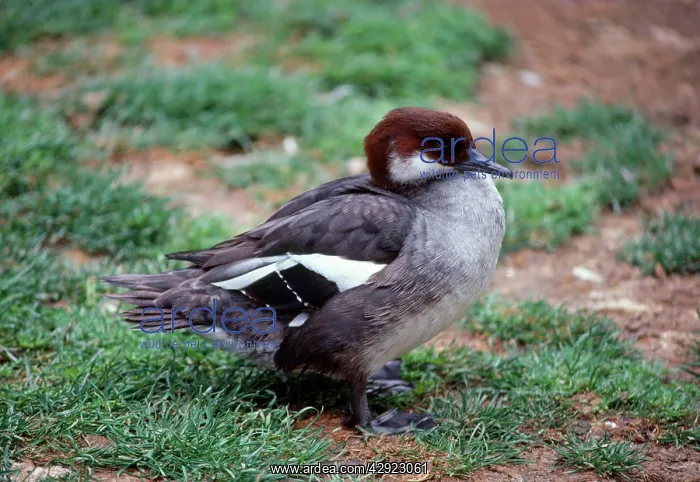 : Female Smew Duck : Female Smew Duck