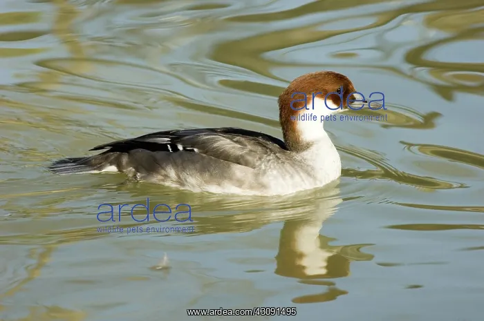 : Smew. Female Smew (Mergellus albellus). This bird is native to Eurasia : Smew. Female Smew (Mergellus albellus). This bird is native to Eurasia
