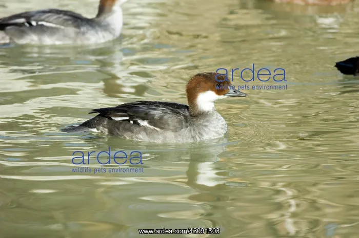 : Smew. Female Smew (Mergellus albellus). This bird is native to Eurasia : Smew. Female Smew (Mergellus albellus). This bird is native to Eurasia