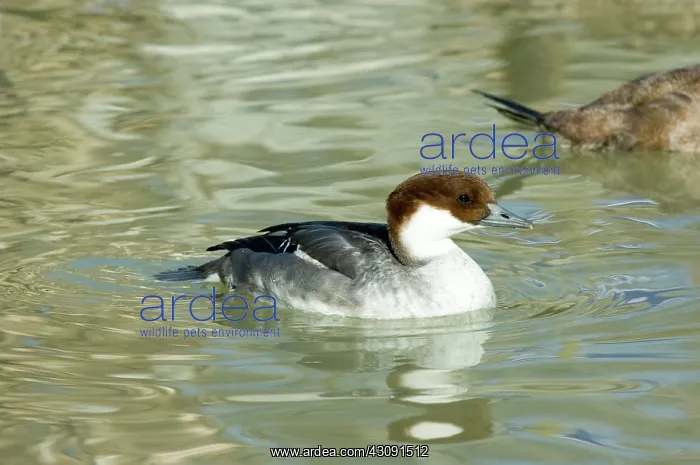 : Smew. Female Smew (Mergellus albellus). This bird is native to Eurasia : Smew. Female Smew (Mergellus albellus). This bird is native to Eurasia
