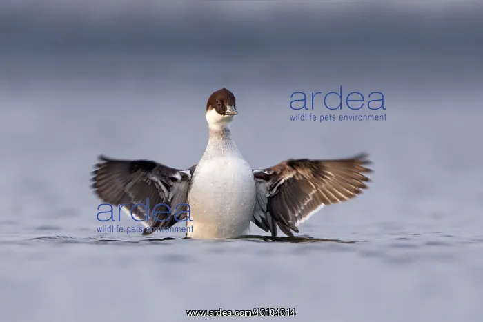 : Smew. Female Smew (Mergellus albellus) spreading her wings on the water : Smew. Female Smew (Mergellus albellus) spreading her wings on the water