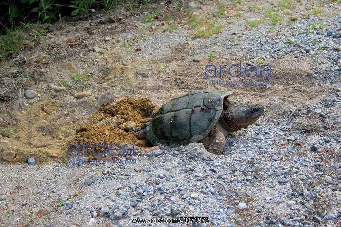 : Female Snapping Turtle : Female Snapping Turtle