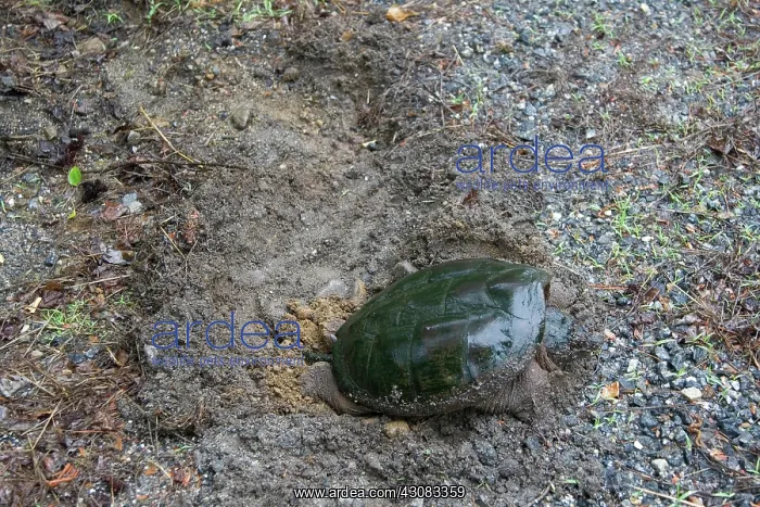 : Female Snapping Turtle : Female Snapping Turtle