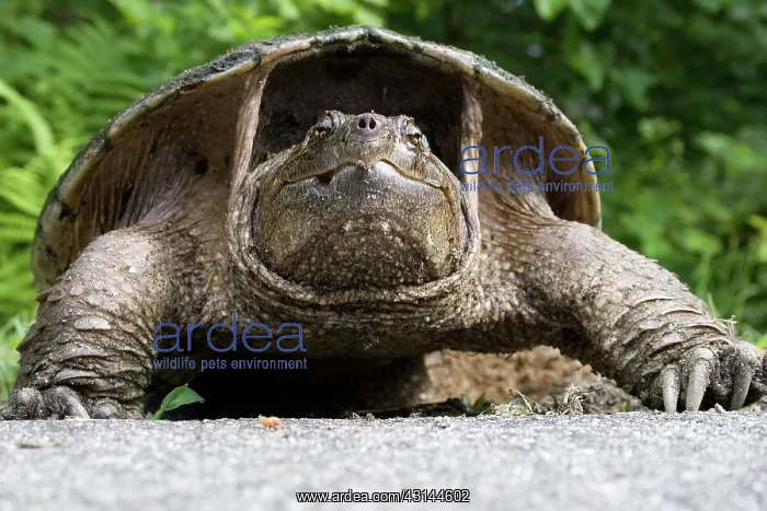 : Female Snapping Turtle : Female Snapping Turtle