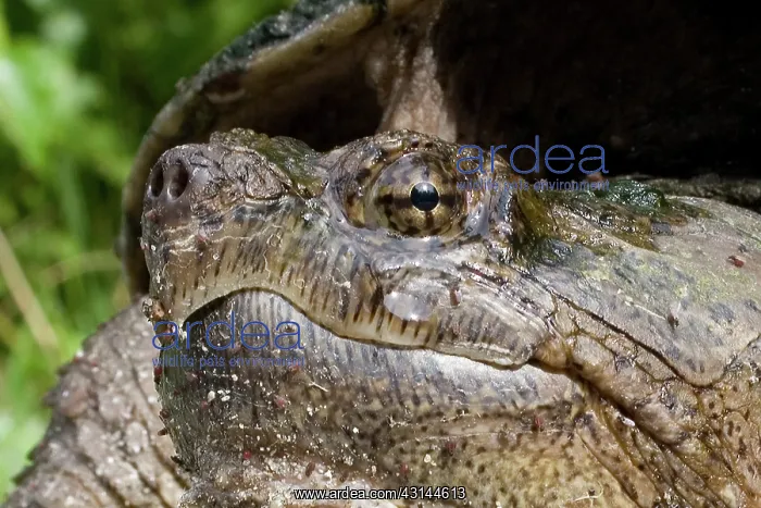 : Female Snapping Turtle : Female Snapping Turtle