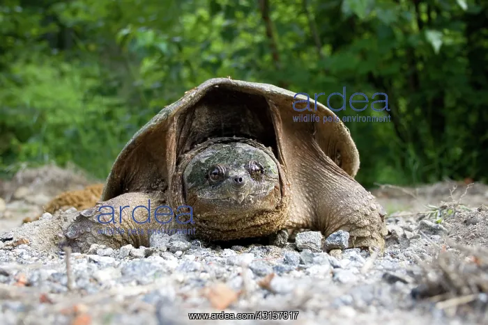 : Female Snapping Turtle : Female Snapping Turtle
