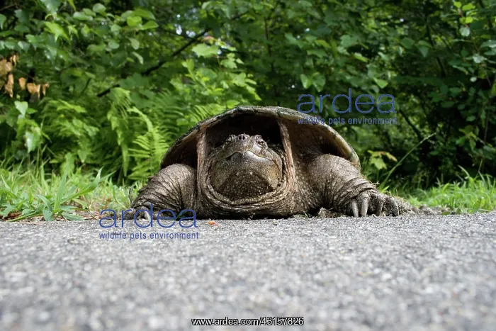 : Female Snapping Turtle : Female Snapping Turtle