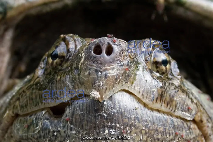 : Female Snapping Turtle : Female Snapping Turtle