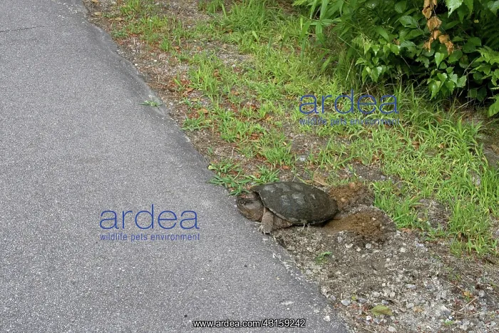 : Female Snapping Turtle : Female Snapping Turtle