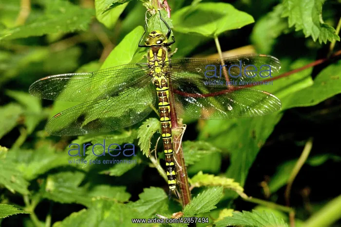 : Female Southern Hawker : Female Southern Hawker