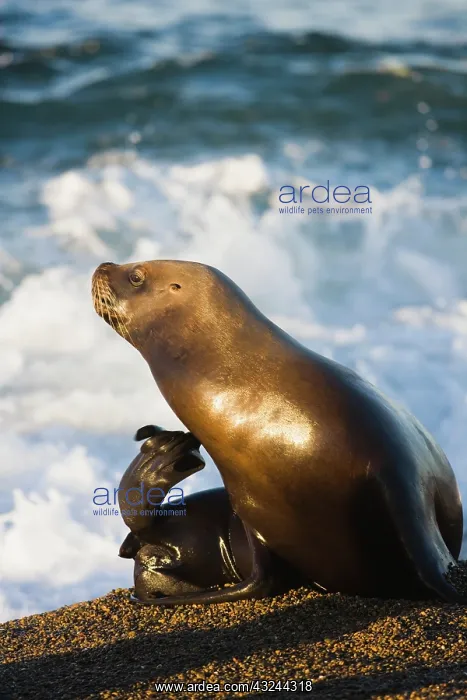 : female southern sea lion (Otaria byronia) : female southern sea lion (Otaria byronia)