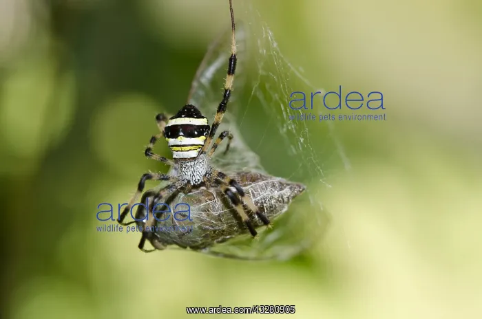 : Female St Andrew's Cross Spider with prey - on : Female St Andrew's Cross Spider with prey - on