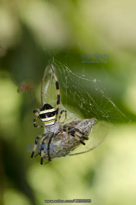: Female St Andrew's Cross Spider with prey - on : Female St Andrew's Cross Spider with prey - on