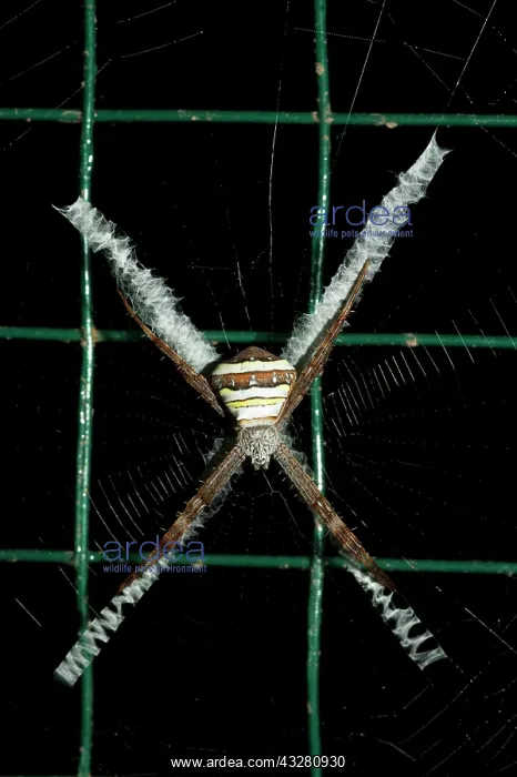 : Female St. Andrew's Cross Spider - on web with : Female St. Andrew's Cross Spider - on web with
