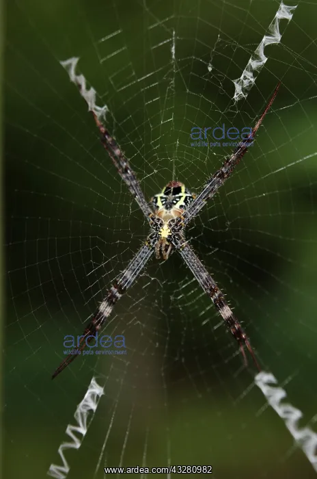 : Female St. Andrew's Cross Spider - on web with : Female St. Andrew's Cross Spider - on web with