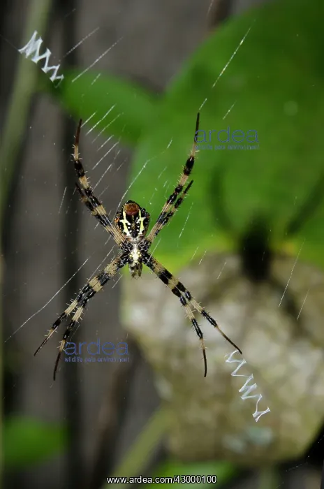 : Female St Andrew's Cross Spider - on web with stabilimentum : Female St Andrew's Cross Spider - on web with stabilimentum