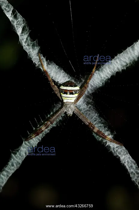 : Female St Andrew's Cross Spider - on web with stabilimentum : Female St Andrew's Cross Spider - on web with stabilimentum