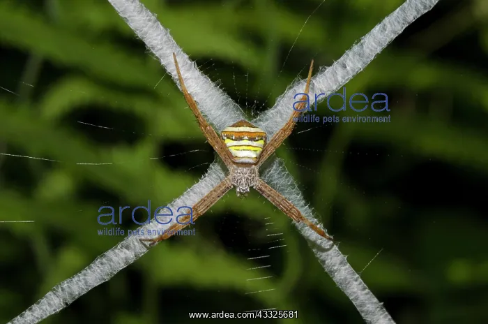 : Female St Andrews Cross Spider - on web with stabilimentum : Female St Andrews Cross Spider - on web with stabilimentum