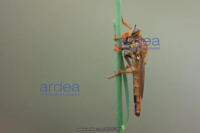 : Female Stenopogon xanthotrichus resting on stem : Female Stenopogon xanthotrichus resting on stem