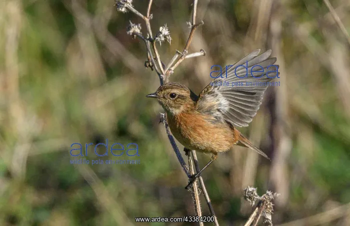 : Female Stonechat, Saxicola rubicola, perched on : Female Stonechat, Saxicola rubicola, perched on