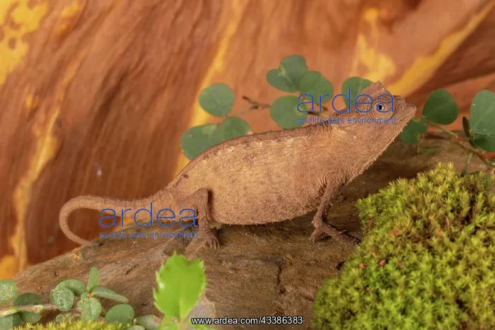: Female Stumpff's earth chameleon (Brookesia stumpffi) : Female Stumpff's earth chameleon (Brookesia stumpffi)