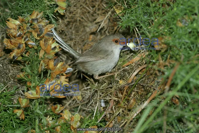: Female Superb Fairy-Wren - Removing dropping from nest : Female Superb Fairy-Wren - Removing dropping from nest