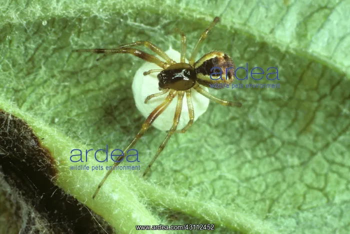 : Female theridiid spider with egg mass : Female theridiid spider with egg mass