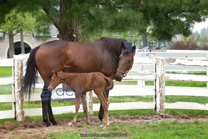 : Female thoroughbred and foal, Donamire Horse : Female thoroughbred and foal, Donamire Horse