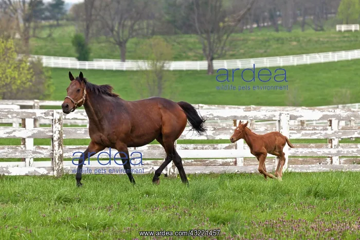 : Female thoroughbred and foal, Donamire Horse : Female thoroughbred and foal, Donamire Horse