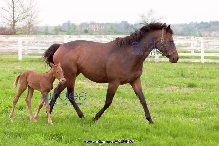 : Female thoroughbred and foal, Donamire Horse : Female thoroughbred and foal, Donamire Horse