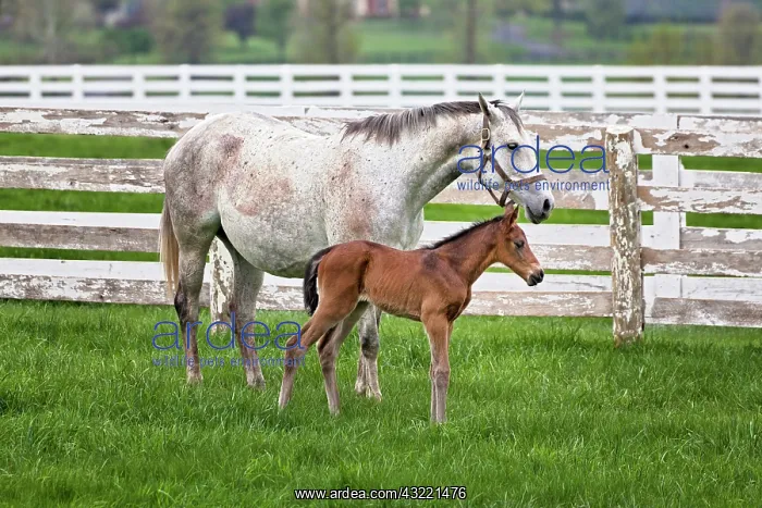 : Female thoroughbred and foal, Donamire Horse : Female thoroughbred and foal, Donamire Horse