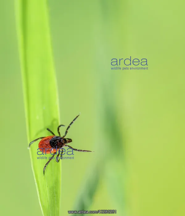 : Female tick, Castor Bean Tick (Ixodes ricinus) lurks : Female tick, Castor Bean Tick (Ixodes ricinus) lurks