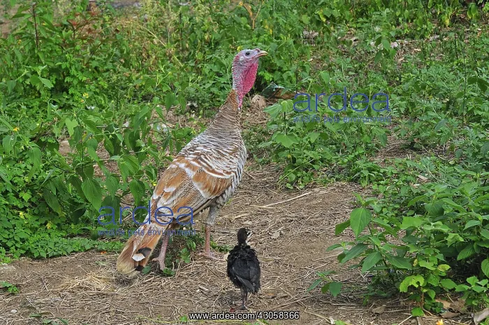 : Female Turkey and chicken Andes Venezuela : Female Turkey and chicken Andes Venezuela