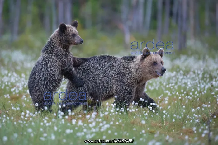 : Female (Ursus arctos) with her offspring in a bog : Female (Ursus arctos) with her offspring in a bog