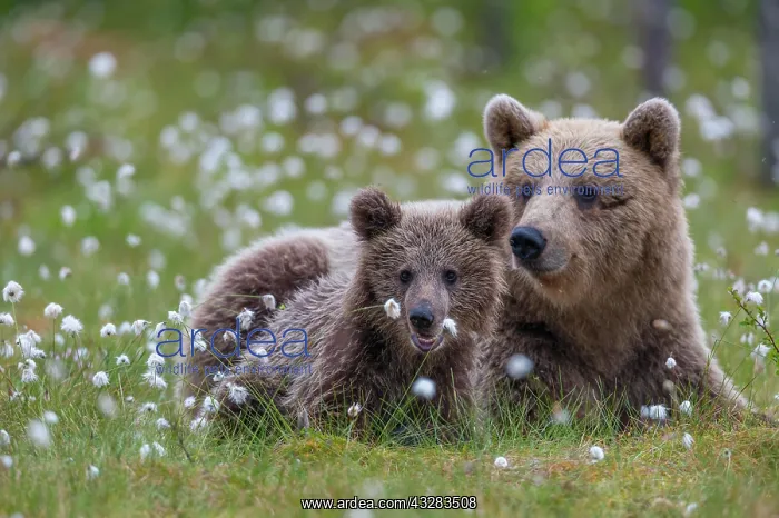 : Female (Ursus arctos) with her offspring in a bog : Female (Ursus arctos) with her offspring in a bog