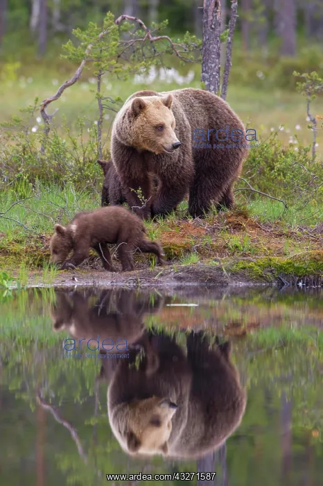 : Female (Ursus arctos) with young bear in a boreal : Female (Ursus arctos) with young bear in a boreal
