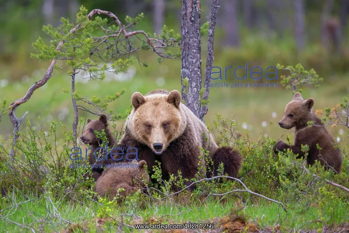 : Female (Ursus arctos) with three young bears in : Female (Ursus arctos) with three young bears in