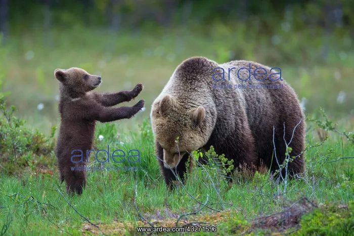 : Female (Ursus arctos) with young bears in the boreal : Female (Ursus arctos) with young bears in the boreal