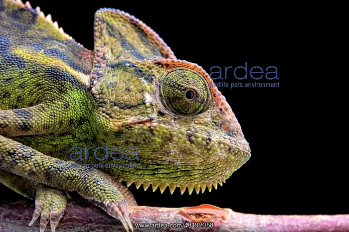  : Female veiled chamelon (Chamaeleo calyptratus) on