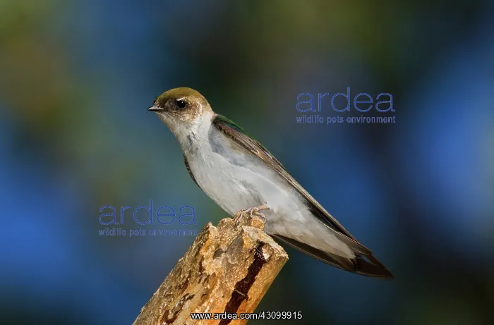 : Female Violet-green Swallow : Female Violet-green Swallow