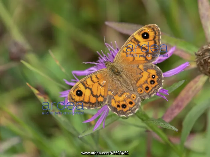 : Female Wall Brown butterfly, Lasiommata megera : Female Wall Brown butterfly, Lasiommata megera