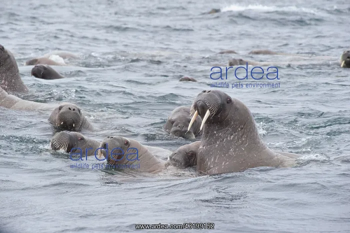 : Female Walruses (Odobenus rosmarus) with cubs, Stor&, xf8;ya : Female Walruses (Odobenus rosmarus) with cubs, Stor&, xf8;ya