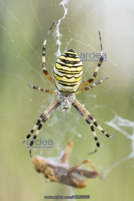 : Female Wasp Spider (Argiope bruennichi) with ca : Female Wasp Spider (Argiope bruennichi) with ca