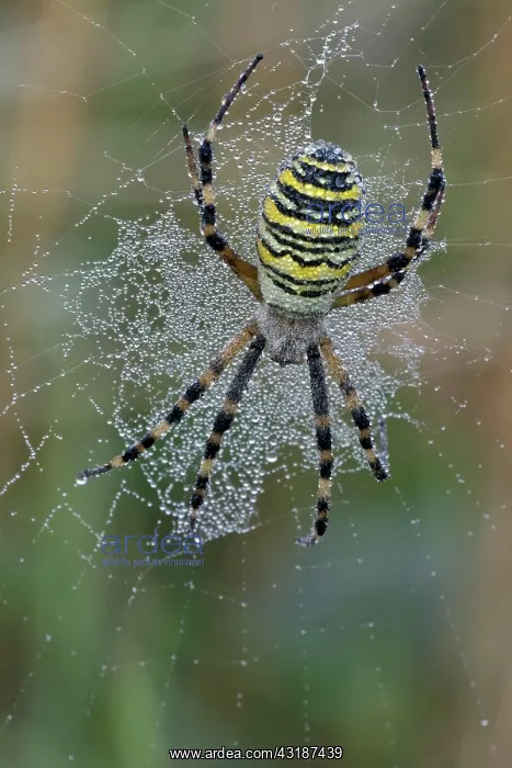 : Female Wasp spider (Argiope bruennichi) in her spiderweb : Female Wasp spider (Argiope bruennichi) in her spiderweb