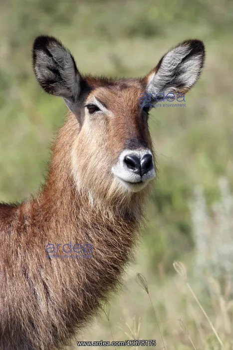 : Female waterbuck (Kobus ellipsiprymnus) portrait : Female waterbuck (Kobus ellipsiprymnus) portrait